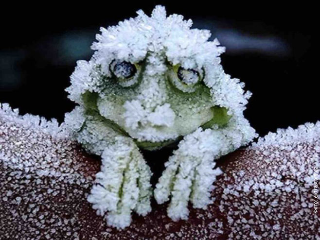 Замрзнута жаба - Фото: РТС