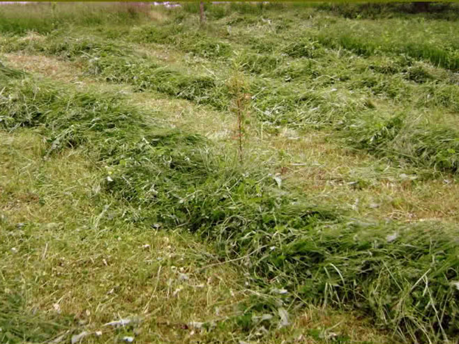 Покошена трава - Фото: илустрација