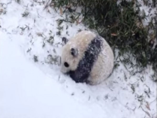Панда ужива у првом снијегу - Фото: Screenshot/YouTube