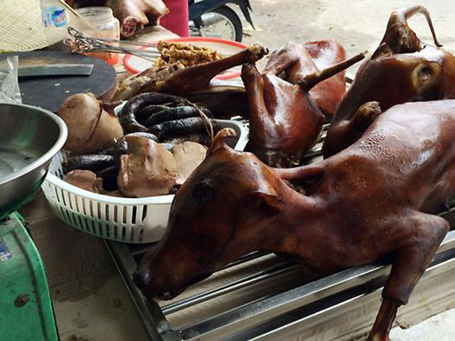 Пси у Вијетнаму (Фото: ACPA) - 