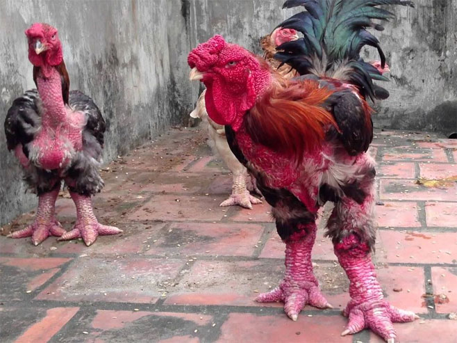 Змај кокошке  (Фото: danviet.vn) - 