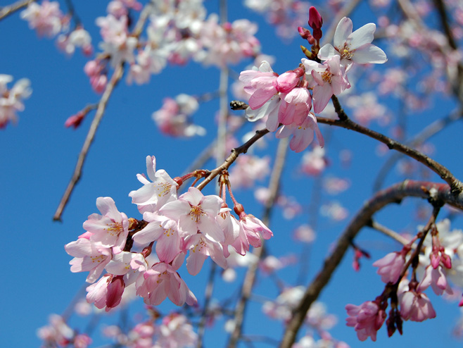 Trešnjin cvijet (Foto: flickr.com)