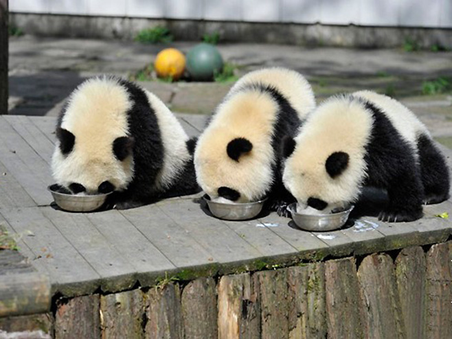 Панде (Фото: panda.org.cn) - 