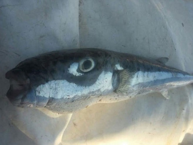 Отровна риба - четверозупка - Фото: илустрација
