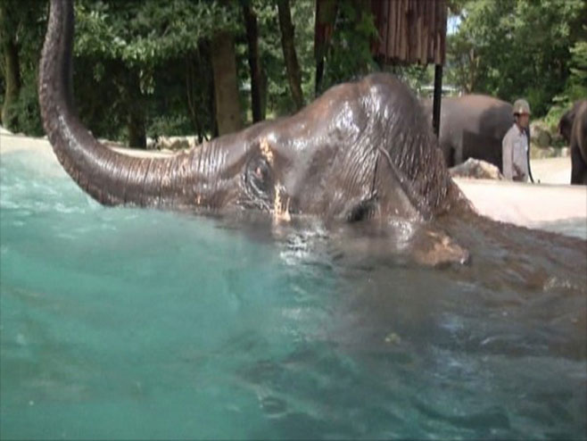Слон ужива у базену    (Фото:24ur.com) - 