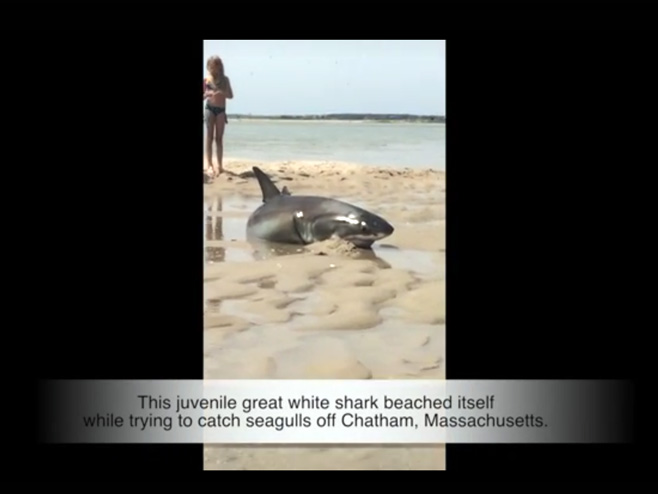 Насукана ајкула - Фото: Screenshot/YouTube