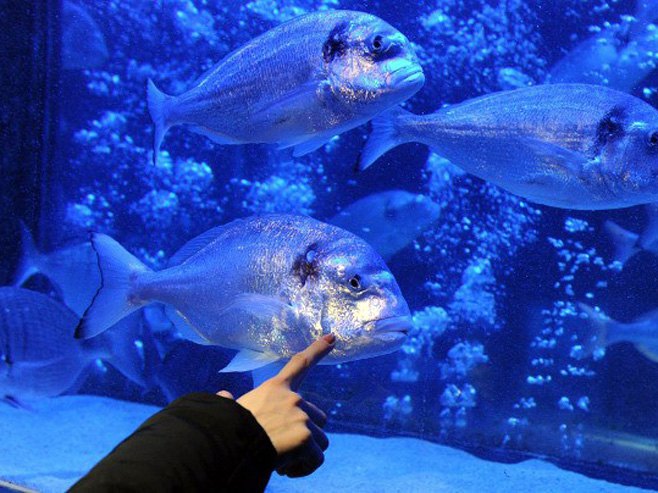 Цилиндрични акваријум (Фото: visitsealife.com) 