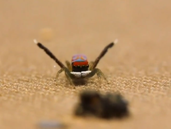 Паун паук - изводи плес - Фото: Screenshot/YouTube
