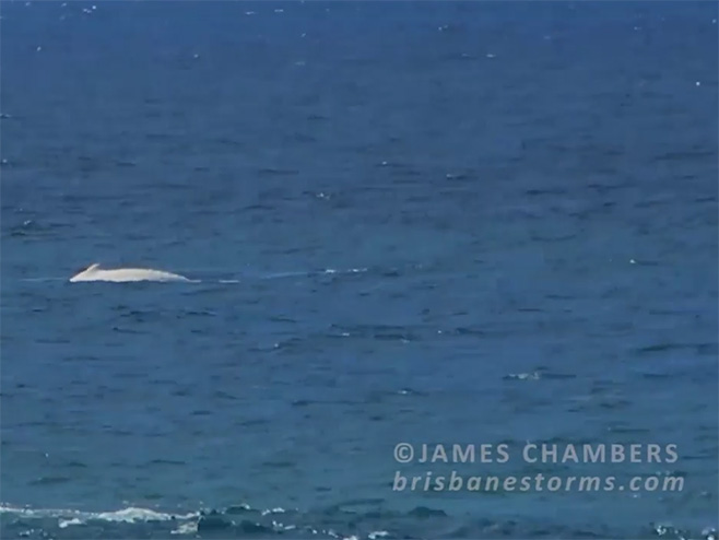 Албино грбави кит - Фото: Screenshot