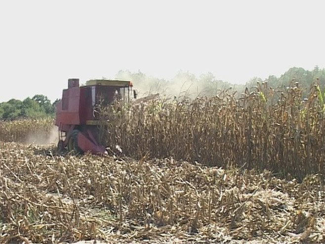 Берба кукуруза - Фото: РТРС