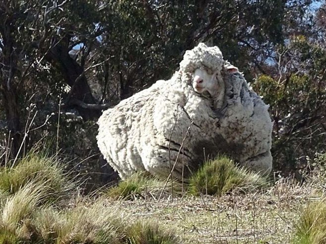 Крис, овца са 41 килограм вуне (Фото: .abc.net.au) - 