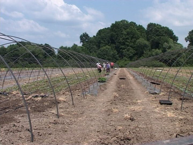 Бијељина: Пројекат "Партнерство за развој агробизниса" - Фото: РТРС