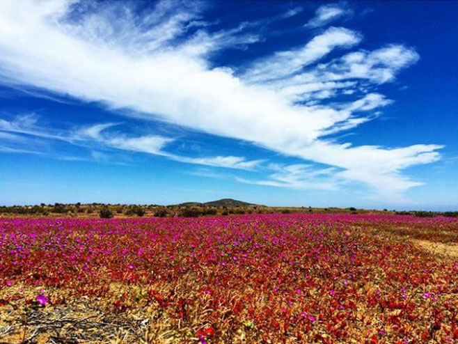 Пустиња Атакама на сјеверу Чилеа (Фото: instagram/allanboher) - 