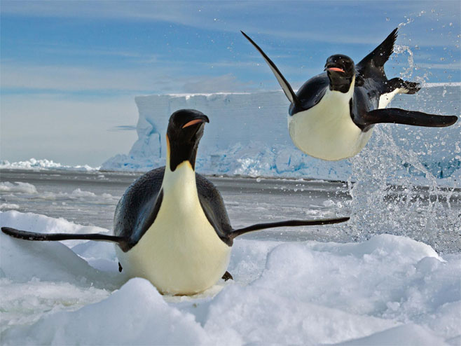 Пингвини (Фото: nationalgeographic.com) - 