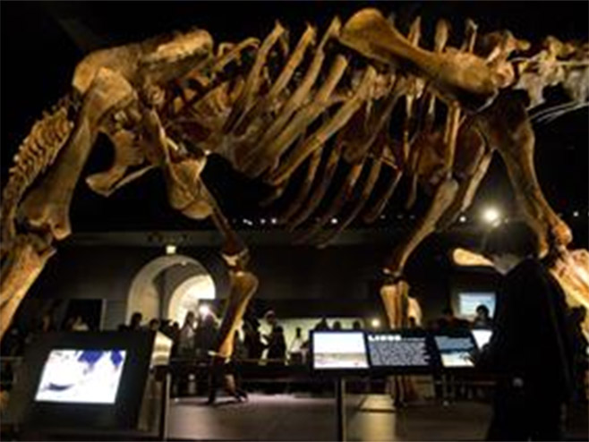 Скелет џиновског Диносауруса - Фото: ТАНЈУГ