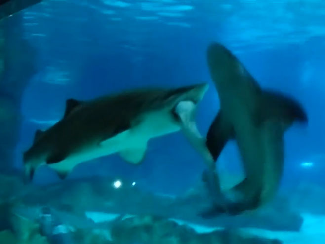 Ајкула - Фото: Screenshot/YouTube