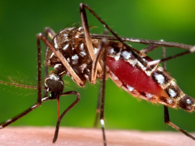 Комарац (фото: James Gathany/CDC/Associated Press) - 