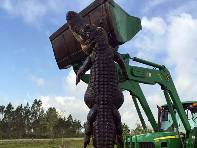 Џиновски алигатор - Фото: Facebook