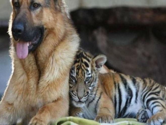 Вучјак и тигар најбољи пријатељи (Фото: Mogo Zoo) - 