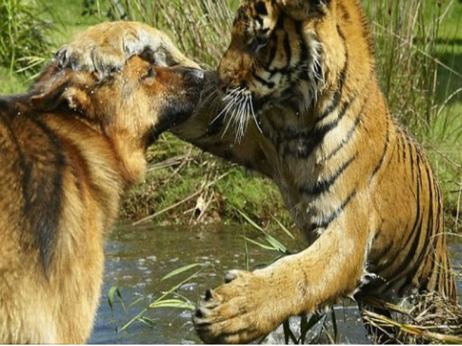 Вучјак и тигар најбољи пријатељи (Фото: Mogo Zoo)
