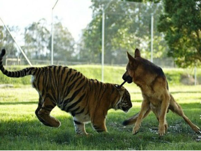Вучјак и тигар најбољи пријатељи (Фото: Mogo Zoo) 