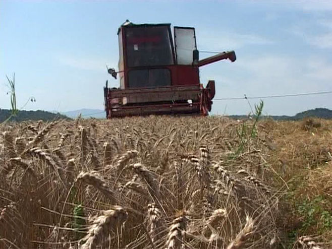 Жетва пшенице - Фото: РТРС