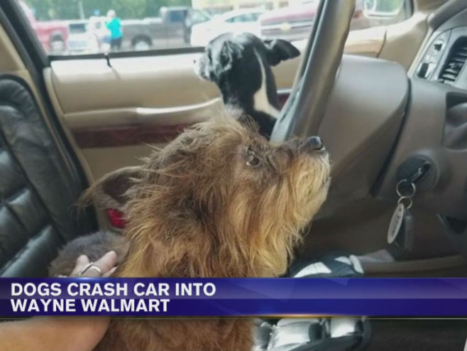 Пси "украли" аутомобил и закуцали се у продавницу - Фото: Screenshot