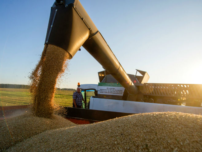 Русија: Урод пшенице (Фото: Кирилл Кухмарь/ТАСС) - 