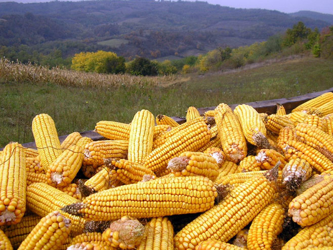 Кукуруз (фото: www.kvantas.rs) - 
