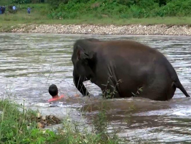Слон спасио човјека у ријеци (Фото: SWNS) - 