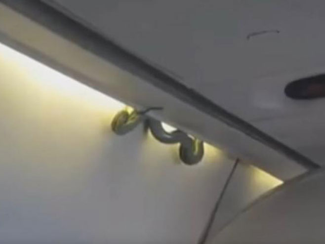 Змија у авиону - Фото: Screenshot/YouTube