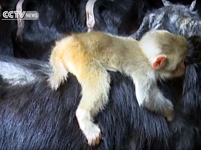 Коза усвојила мајмунче - Фото: Screenshot/YouTube