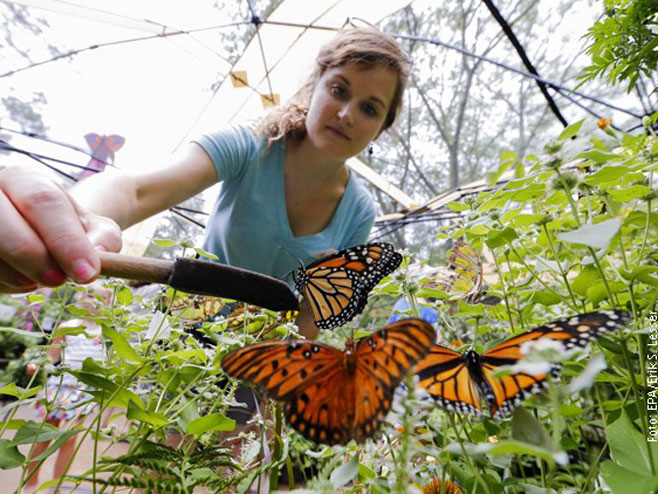 U Kanada nestaju leptiri (Foto: RTS)