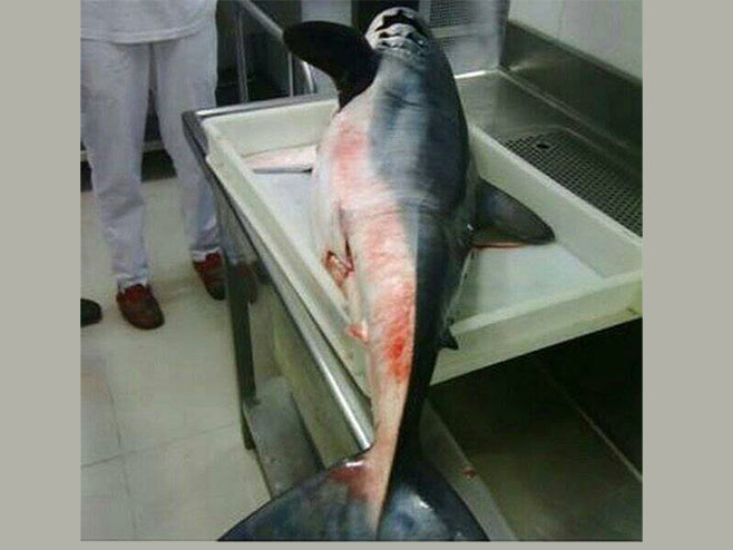 Близу Будве уловљена ајкула дужа од два метра (фото:facebook) - 