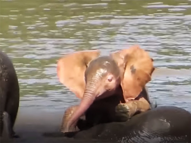 Албино младунче слона (Фото: Sputnik / YouTube / Screenshot) - 