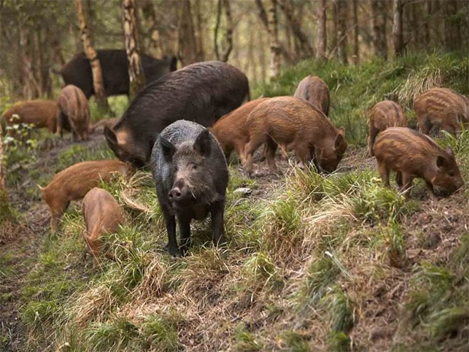 Дивље свиње (Фото: илустрација) - 