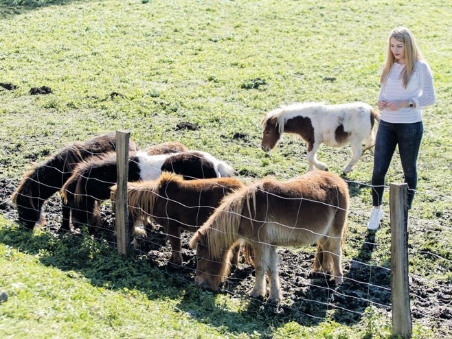 Ергела коња понија на фарми породице Зец  (Фото:аваз/Д.Стојнић) - 