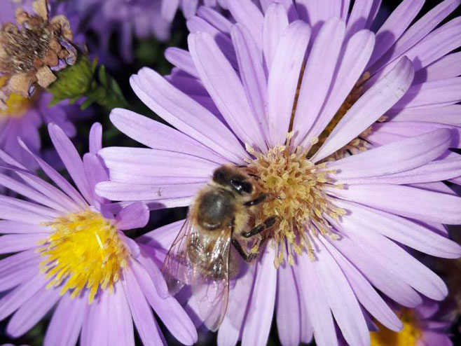 Пчела - Фото: РТРС