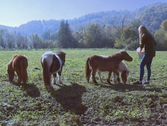 Приједор: Ергела пони коња - Фото: РТРС