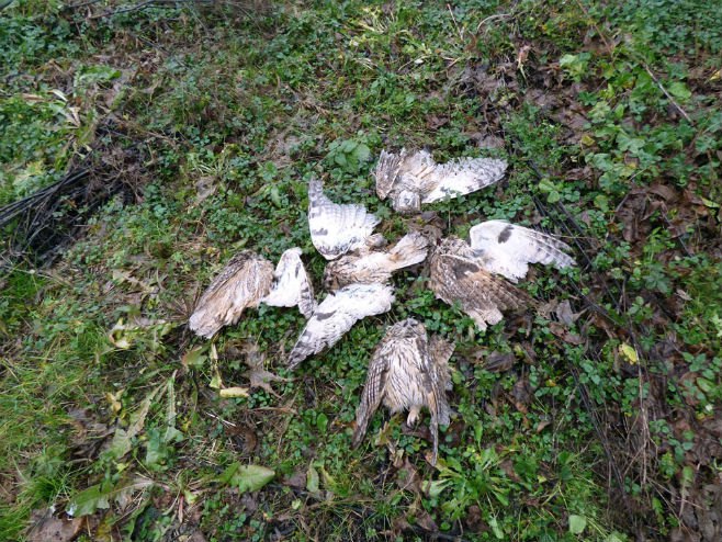 Шамац: Убијене сове - Фото: СРНА