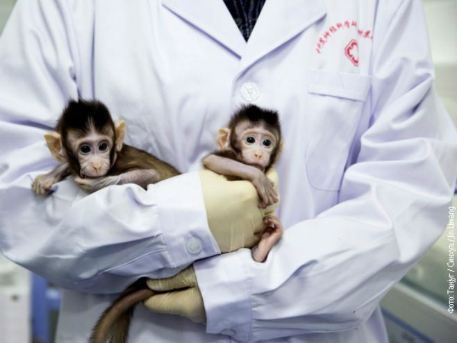 Кинески научници клонирали мајмуне - Фото: ТАНЈУГ