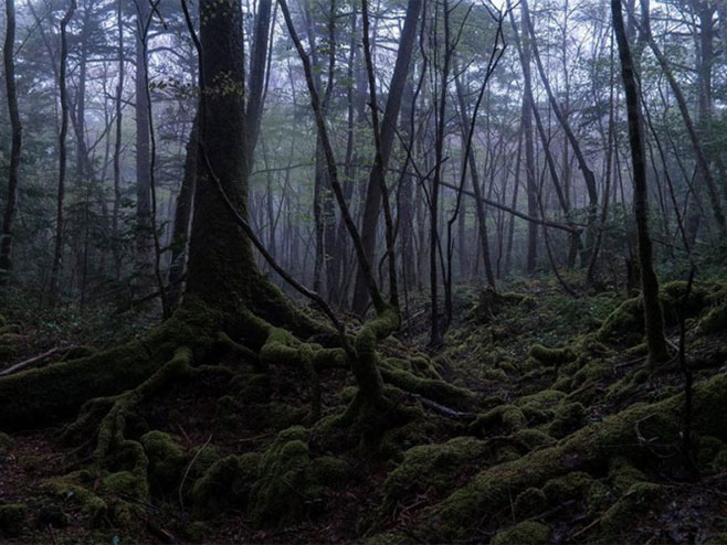 Шума смрти - Фото: nezavisne novine
