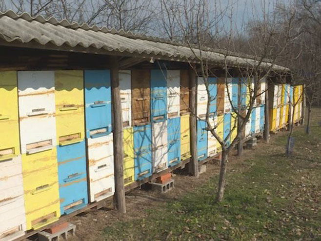 Брчко - пчеларство - Фото: РТРС