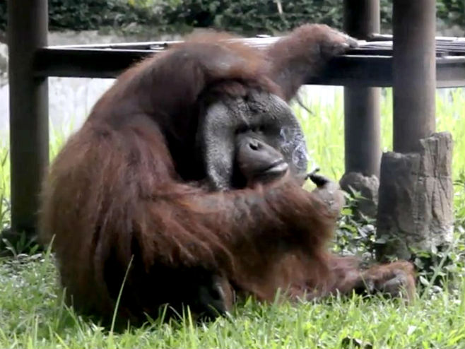 Зоолошки врт у Индонезији: Орангутан пуши цигарету - Фото: AFP