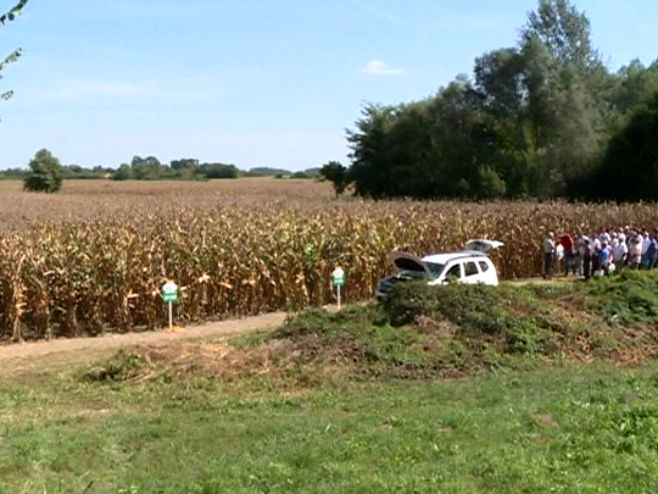 Berba kukuruza na Majevici  (Foto: RTRS)