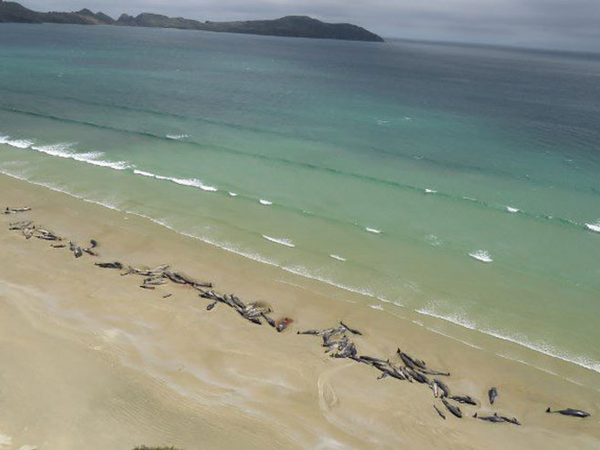 Угинули китови (фото: ndtv.com) - 