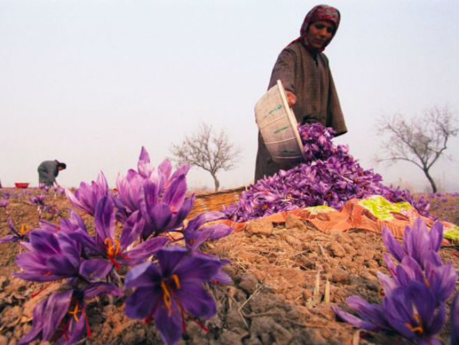 Узгој зачинског шафрана у Авганистану (Фото: DW) - 