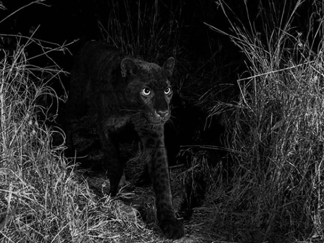 Црни леопард (Фото:instagram/willbl) - 