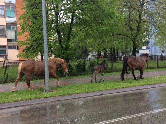 Коњи шетају Бањалуком (Фото: Georgije Mihajlovic/Twitter screenshot) - 