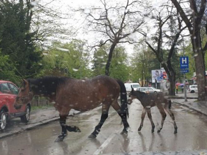 Konji u šetnji centrom Banjaluke (Foto: banjaluka.com)